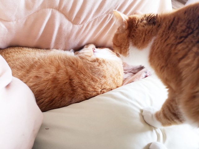 f:id:JuneNNN:20200331130558j:plain