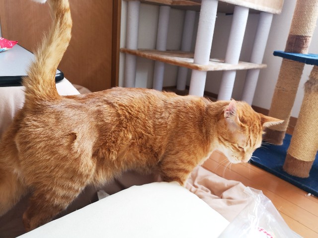 f:id:JuneNNN:20200331130607j:plain