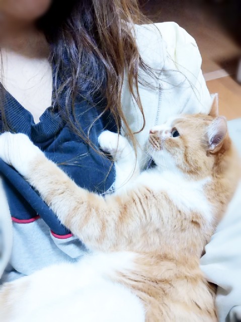 f:id:JuneNNN:20200402141244j:plain