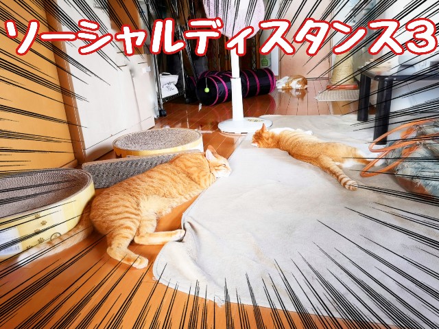 f:id:JuneNNN:20200403172920j:plain f:id:JuneNNN:20200403172920j:plain