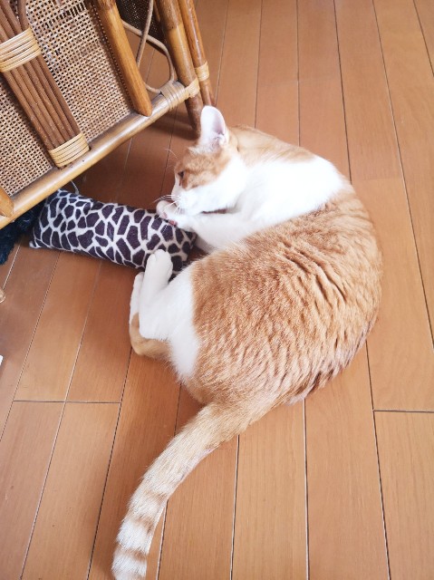 f:id:JuneNNN:20200410154931j:plain f:id:JuneNNN:20200410154931j:plain