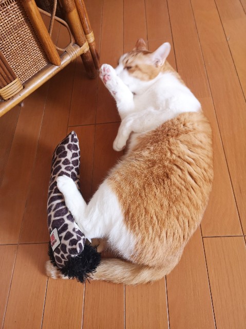 f:id:JuneNNN:20200410154938j:plain f:id:JuneNNN:20200410154938j:plain