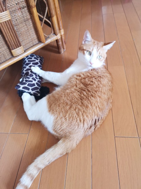 f:id:JuneNNN:20200410154944j:plain f:id:JuneNNN:20200410154944j:plain