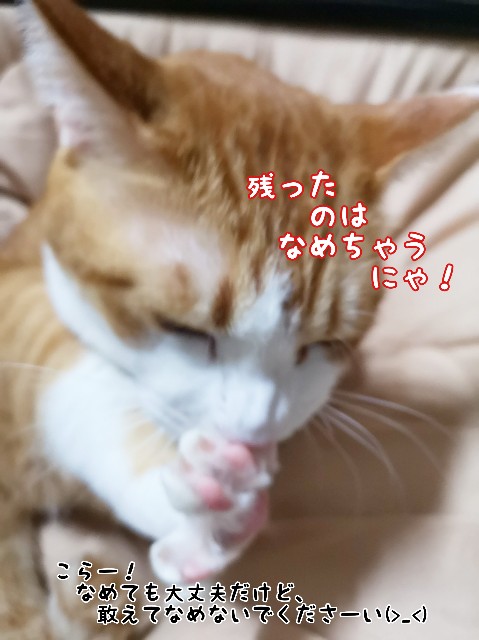 f:id:JuneNNN:20200411120706j:plain f:id:JuneNNN:20200411120706j:plain