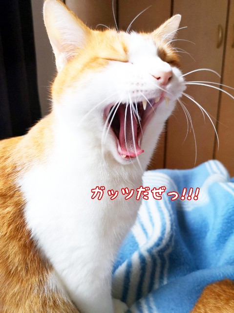 f:id:JuneNNN:20200416180525j:plain f:id:JuneNNN:20200416180525j:plain