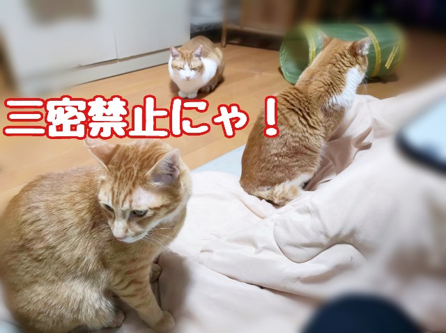 f:id:JuneNNN:20200417160115j:plain f:id:JuneNNN:20200417160115j:plain