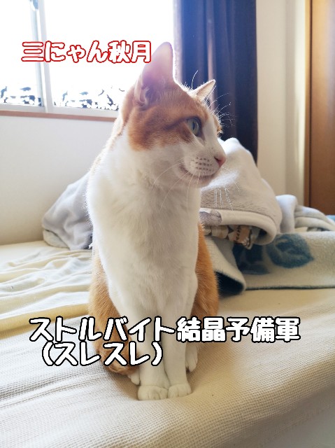 f:id:JuneNNN:20200423172350j:plain f:id:JuneNNN:20200423172350j:plain