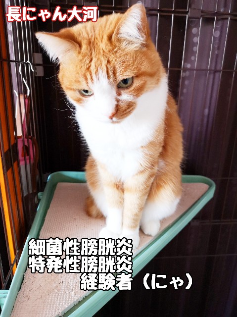 f:id:JuneNNN:20200423172630j:plain f:id:JuneNNN:20200423172630j:plain