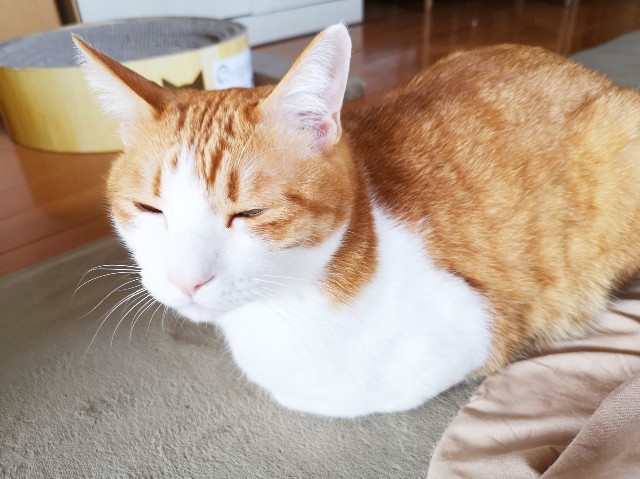 f:id:JuneNNN:20200428215428j:plain