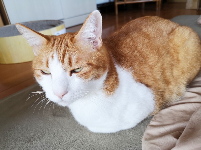 f:id:JuneNNN:20200428215438j:plain