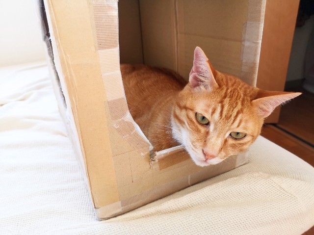 f:id:JuneNNN:20200430160303j:plain