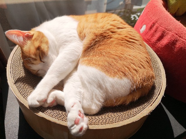 f:id:JuneNNN:20200430160348j:plain