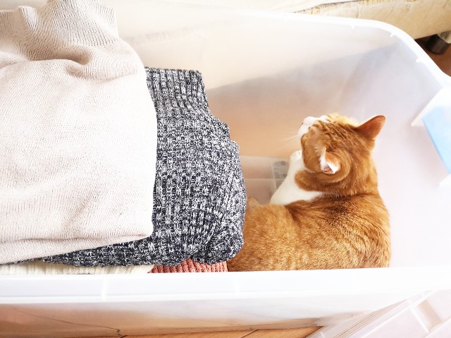 f:id:JuneNNN:20200503195216j:plain