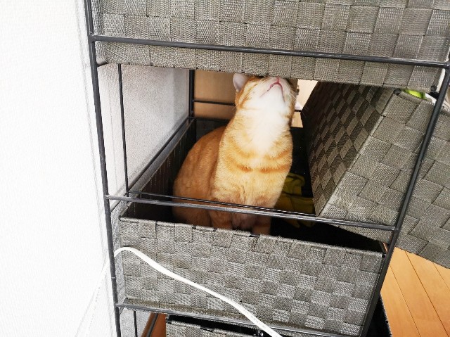 f:id:JuneNNN:20200503195229j:plain f:id:JuneNNN:20200503195229j:plain