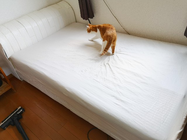 f:id:JuneNNN:20200504172552j:plain