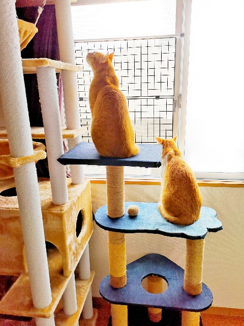 f:id:JuneNNN:20200506151757j:plain