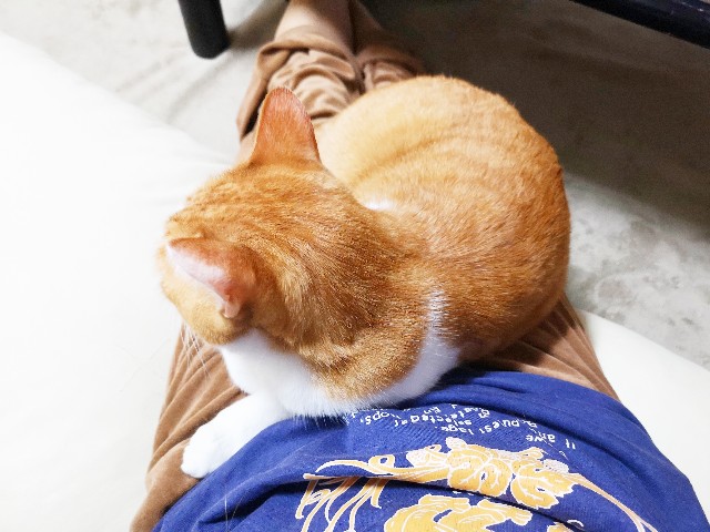 f:id:JuneNNN:20200506220909j:plain