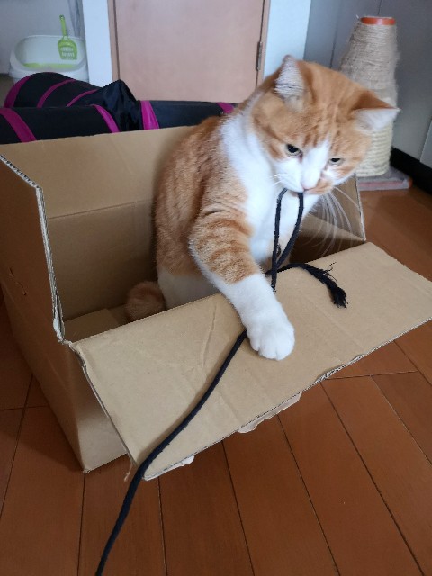 f:id:JuneNNN:20200529131948j:plain f:id:JuneNNN:20200529131948j:plain