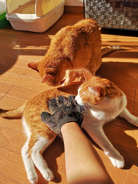 f:id:JuneNNN:20200529132001j:plain f:id:JuneNNN:20200529132001j:plain