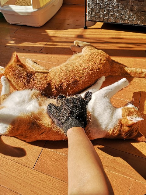 f:id:JuneNNN:20200529132011j:plain f:id:JuneNNN:20200529132011j:plain