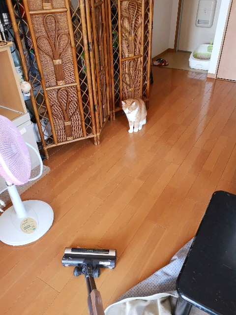 f:id:JuneNNN:20200529132052j:plain f:id:JuneNNN:20200529132052j:plain