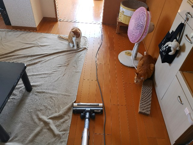 f:id:JuneNNN:20200529132108j:plain f:id:JuneNNN:20200529132108j:plain