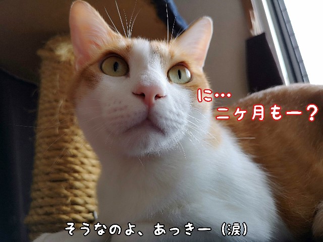 f:id:JuneNNN:20200601115724j:plain