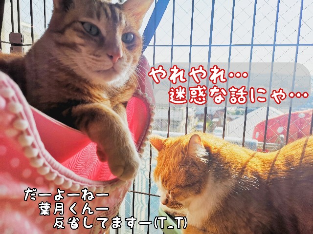 f:id:JuneNNN:20200601122850j:plain