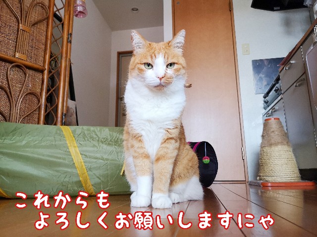 f:id:JuneNNN:20200601123224j:plain