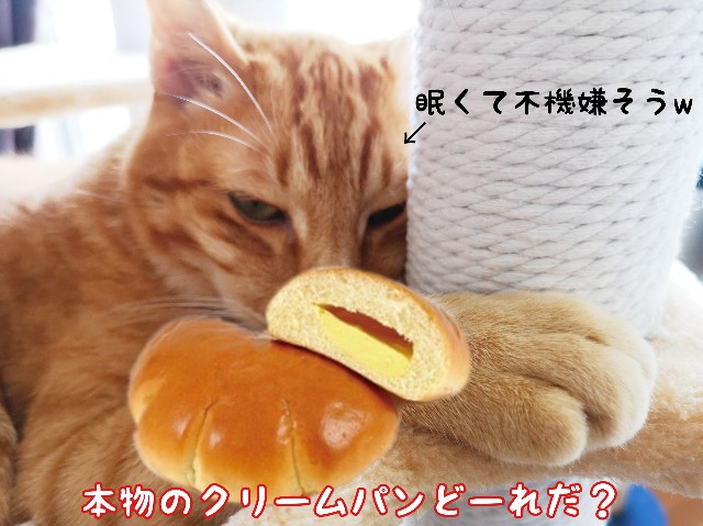 f:id:JuneNNN:20200602180559j:plain f:id:JuneNNN:20200602180559j:plain