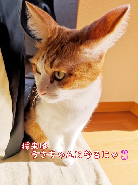 f:id:JuneNNN:20200603135739j:plain f:id:JuneNNN:20200603135739j:plain