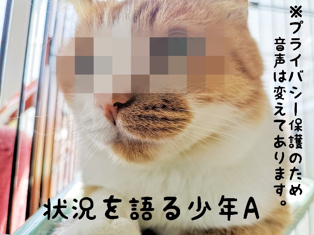f:id:JuneNNN:20200603140819j:plain f:id:JuneNNN:20200603140819j:plain