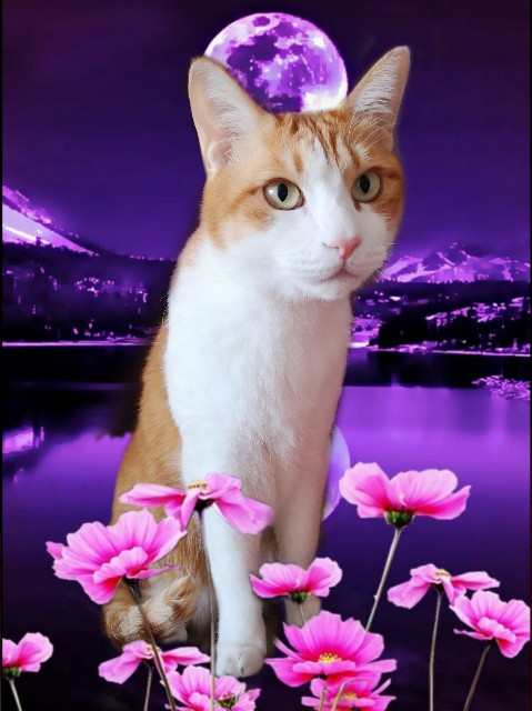 f:id:JuneNNN:20200604181915j:plain f:id:JuneNNN:20200604181915j:plain