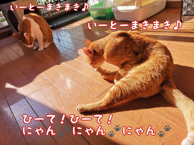 f:id:JuneNNN:20200604181933j:plain f:id:JuneNNN:20200604181933j:plain
