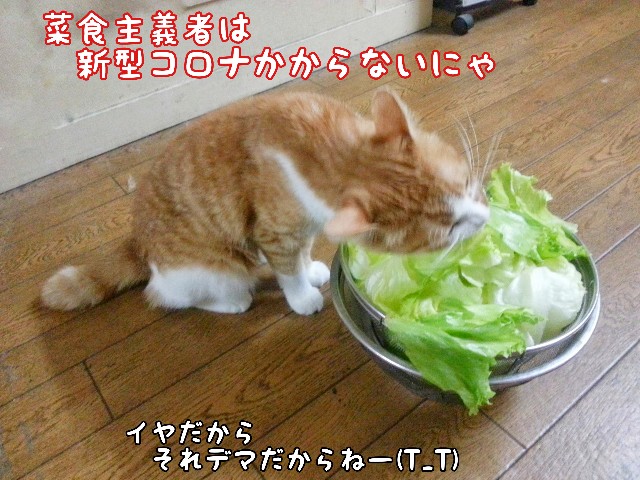 f:id:JuneNNN:20200606115101j:plain f:id:JuneNNN:20200606115101j:plain