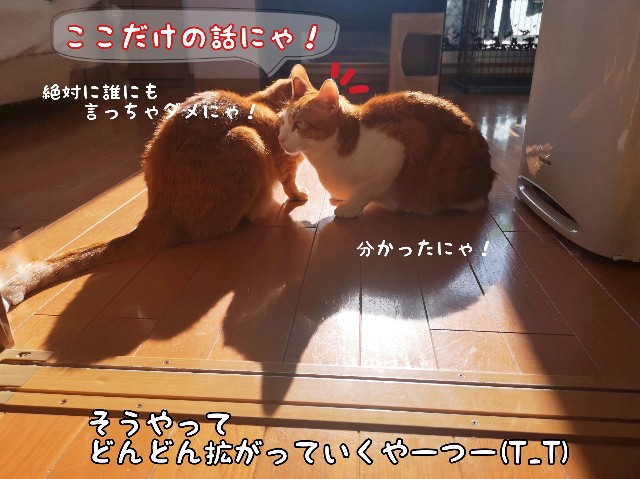 f:id:JuneNNN:20200606115141j:plain f:id:JuneNNN:20200606115141j:plain