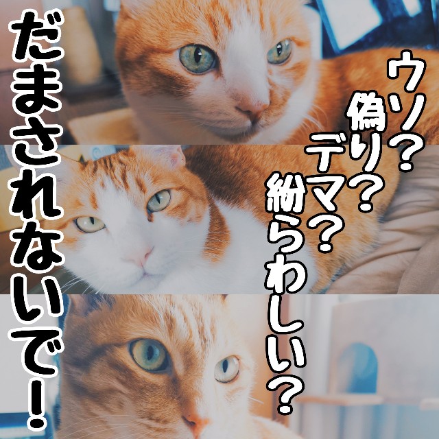 f:id:JuneNNN:20200606115804j:plain f:id:JuneNNN:20200606115804j:plain