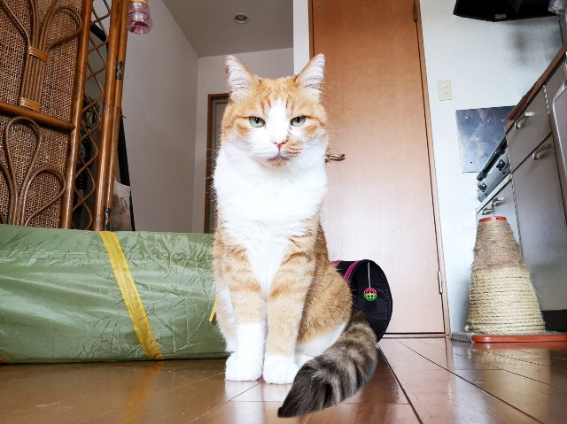 f:id:JuneNNN:20200607163408j:plain