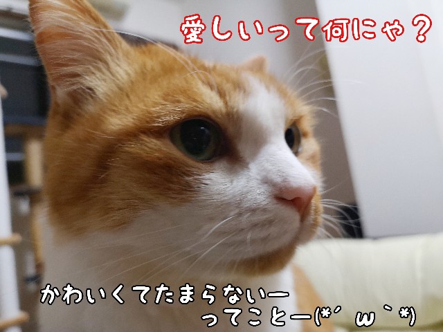 f:id:JuneNNN:20200608102809j:plain