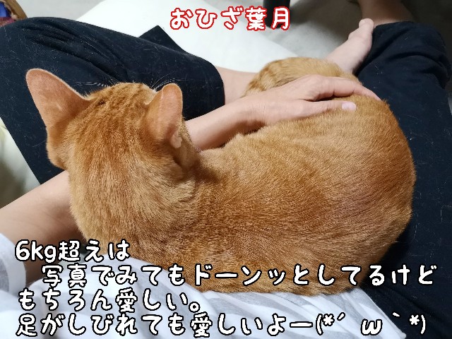 f:id:JuneNNN:20200608102829j:plain