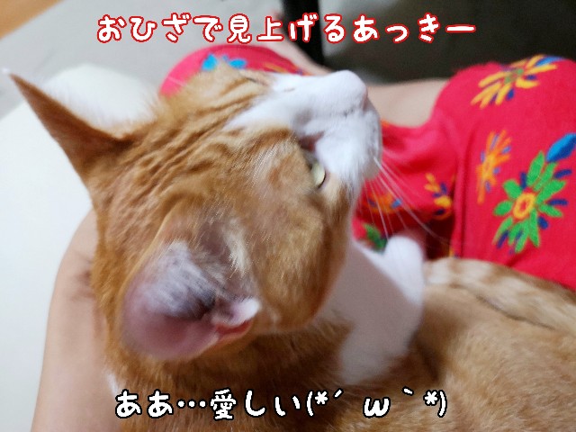 f:id:JuneNNN:20200608102837j:plain