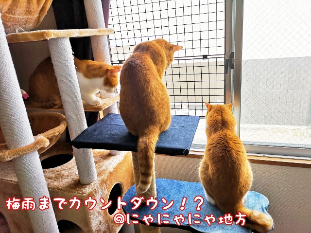 f:id:JuneNNN:20200609115710j:plain