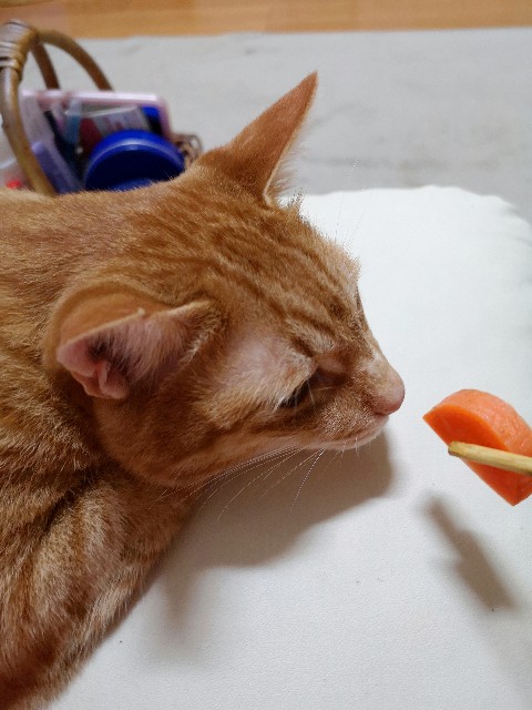 f:id:JuneNNN:20200614111243j:plain f:id:JuneNNN:20200614111243j:plain