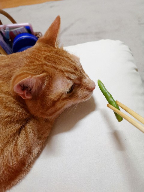 f:id:JuneNNN:20200614111304j:plain f:id:JuneNNN:20200614111304j:plain