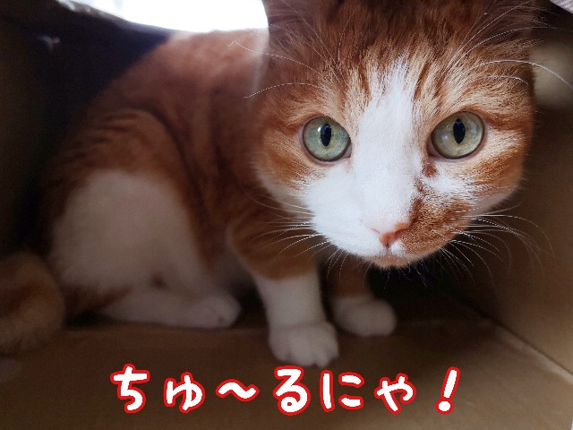 f:id:JuneNNN:20200614222619j:plain