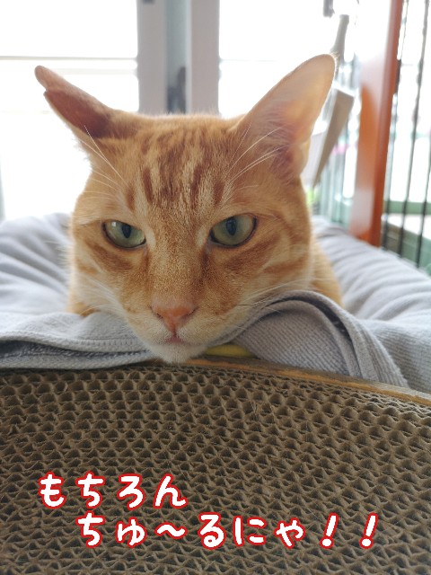 f:id:JuneNNN:20200614222631j:plain