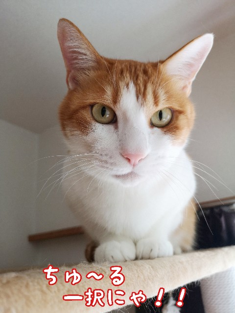 f:id:JuneNNN:20200614222646j:plain