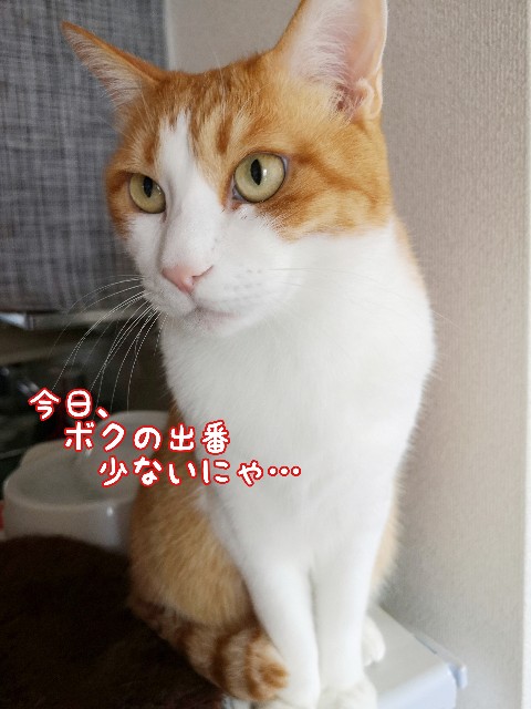 f:id:JuneNNN:20200618114715j:plain