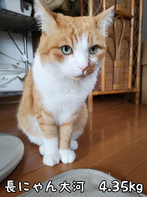 f:id:JuneNNN:20200619152423j:plain