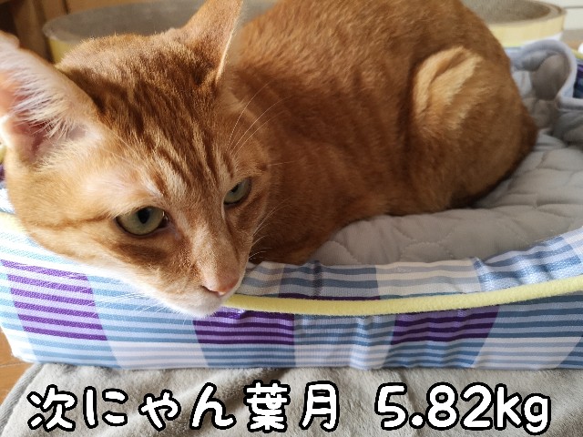 f:id:JuneNNN:20200619152430j:plain